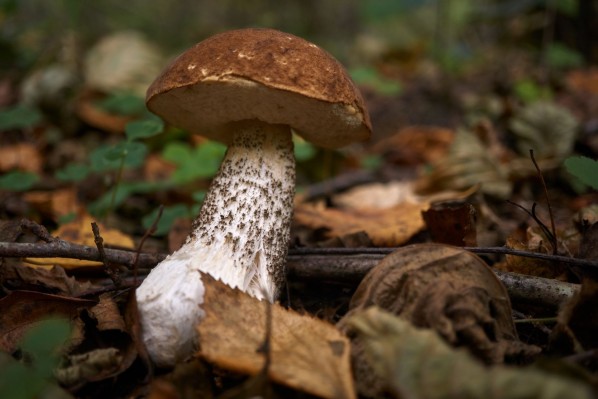 Ein Birkenpilz steht im Wald. Ringsherum ist Laub.