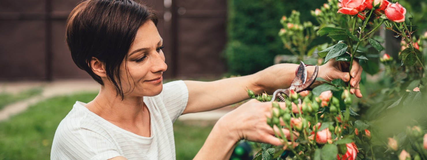 Frau schneidet Rosen im Garten