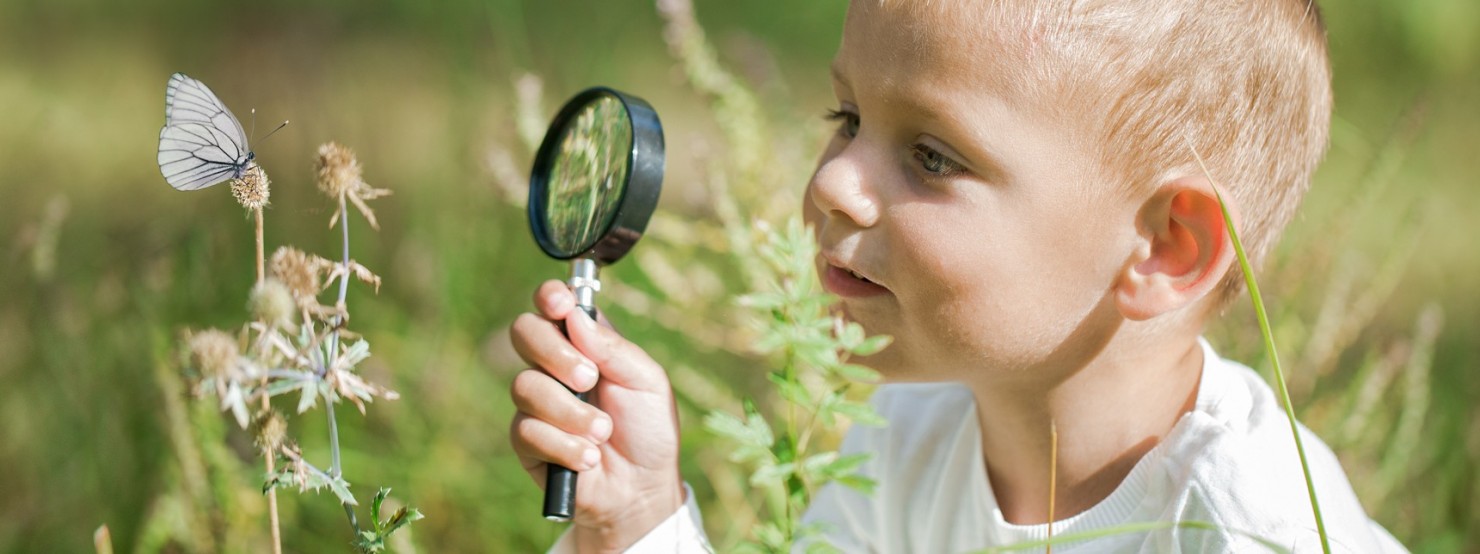 Ein kleiner Junge betrachtet mit einem Vergrößerungsglas einen kleinen weißen Schmetterling, der auf einer trockenen Blüte sitzt.