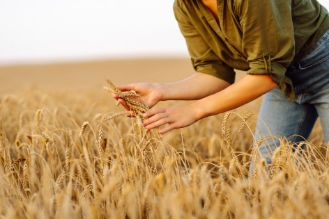 Eine Frau kontrolliert die Weichweizenähren auf einem Feld