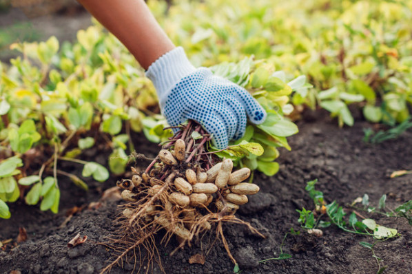 Eine Person erntet eine Pflanze mit Erdnüssen.
