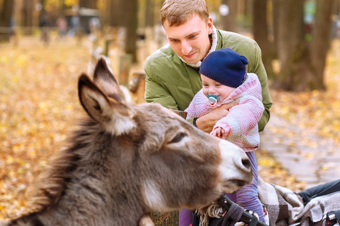 Ein Vater und seine etwa 1-jährige Tochter streicheln im Tierpark einen Esel. Es ist Herbst und Laub liegt auf dem Boden.