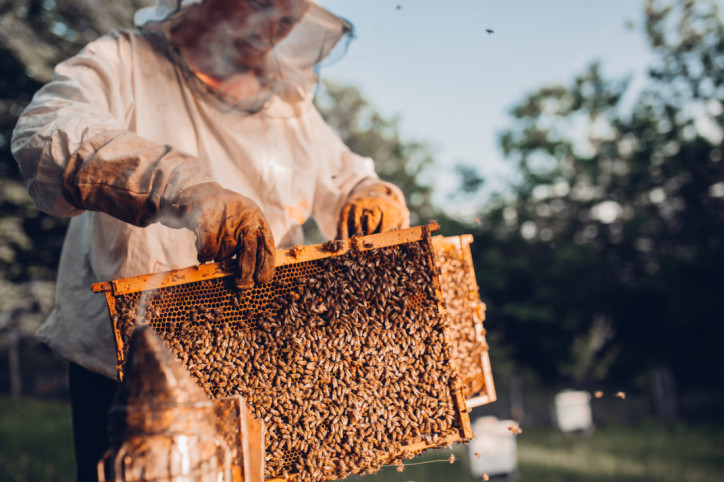 Ein Imker erntet Bienenwaben für die Honigproduktion