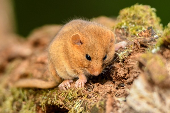 Eine Haselmaus sitzt auf einem mit Moos bedecktem Baumstamm.