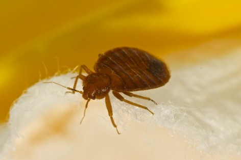 Schädlinge im Bett