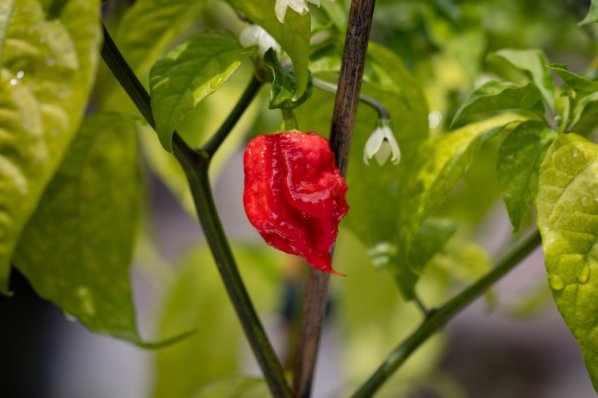 Carolina Reaper Chili Frucht und Pflanze