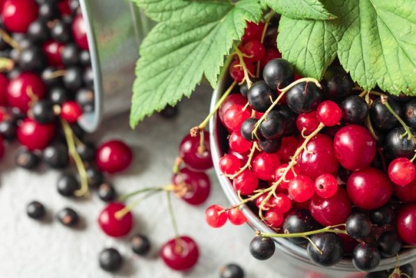 Schwarze- und rote Johannisbeeren liegen in einem Eimer