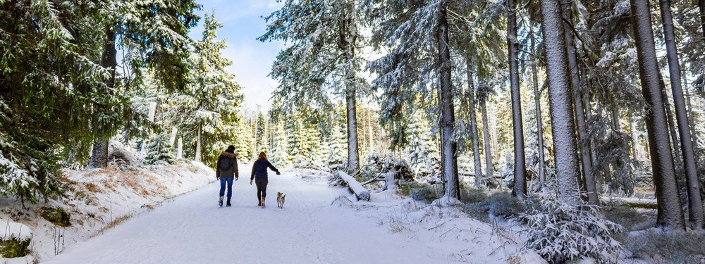 Paar geht mit Hund im verschneiten Wal im Harz spazieren