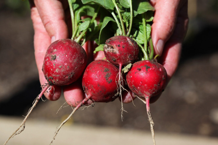 Frisch gepflückte Radieschen