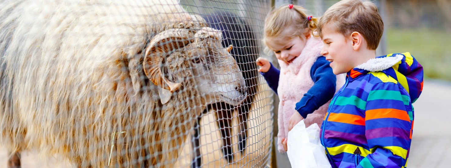 Ein circa 8-jähriger Junge und ein etwa 6-jähriges Mädchen füttern im Tierpark ein Schaf.
