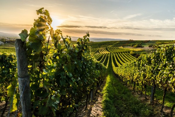 Ein Weinberg im Sommer in der Saale-Unstrut Region.