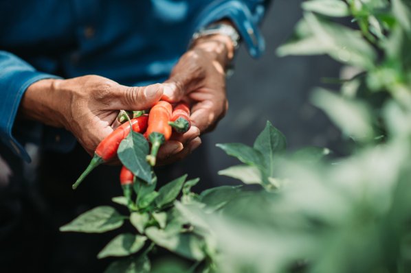 Männerhände, die Chili-Schoten ernten
