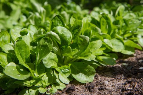 Feldsalat